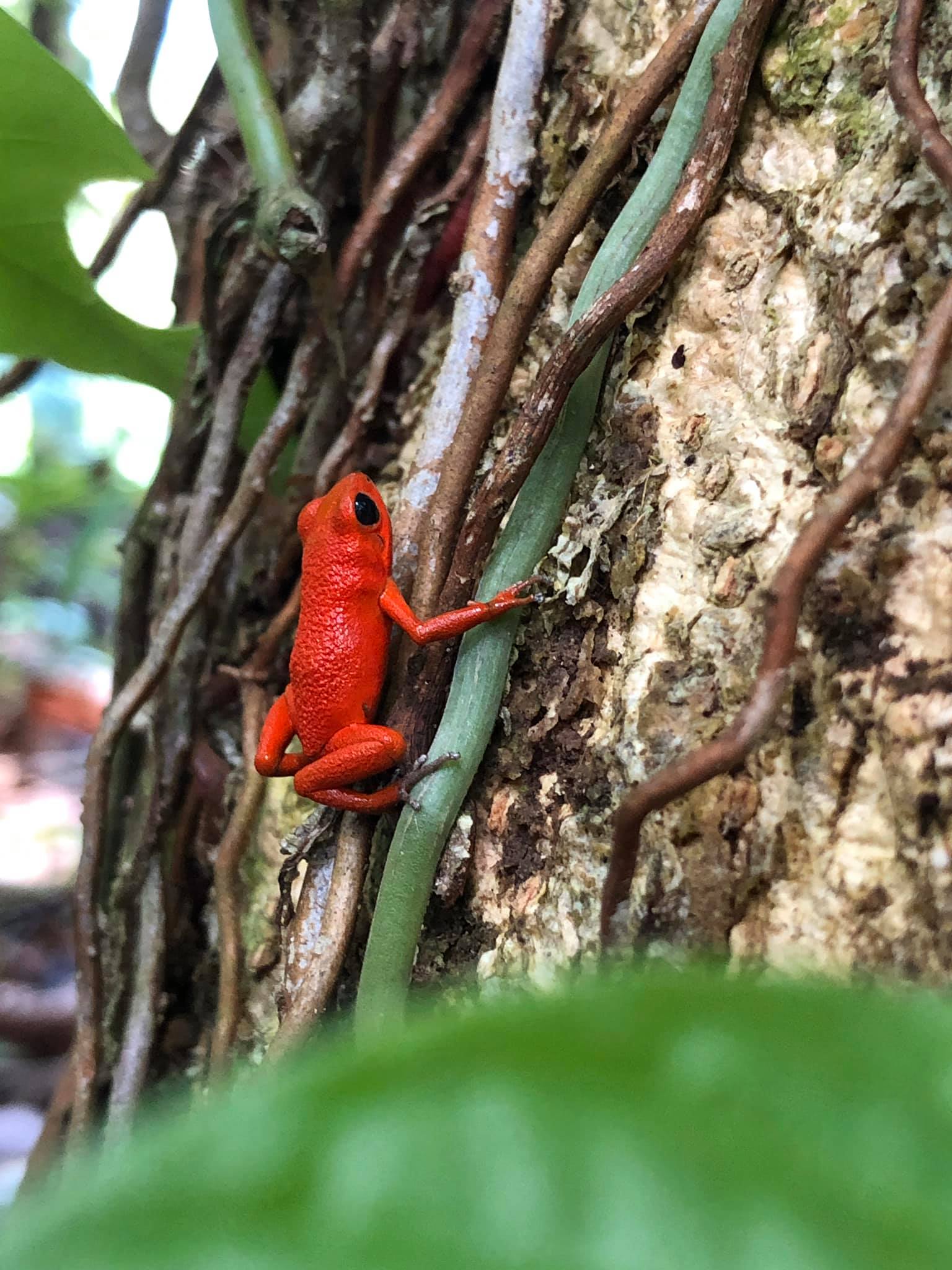 Red frog at Finca Natural