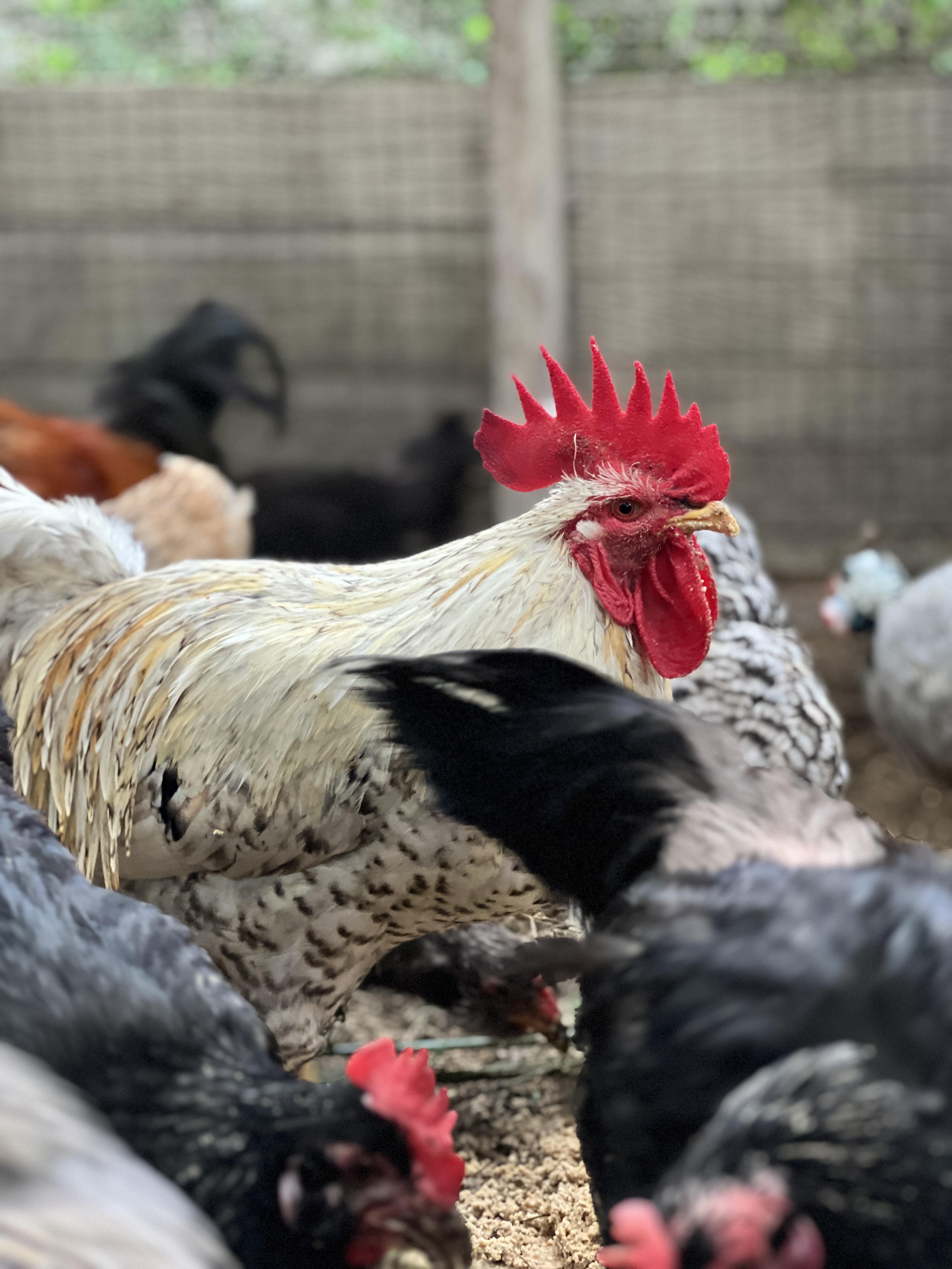 Animals and learning