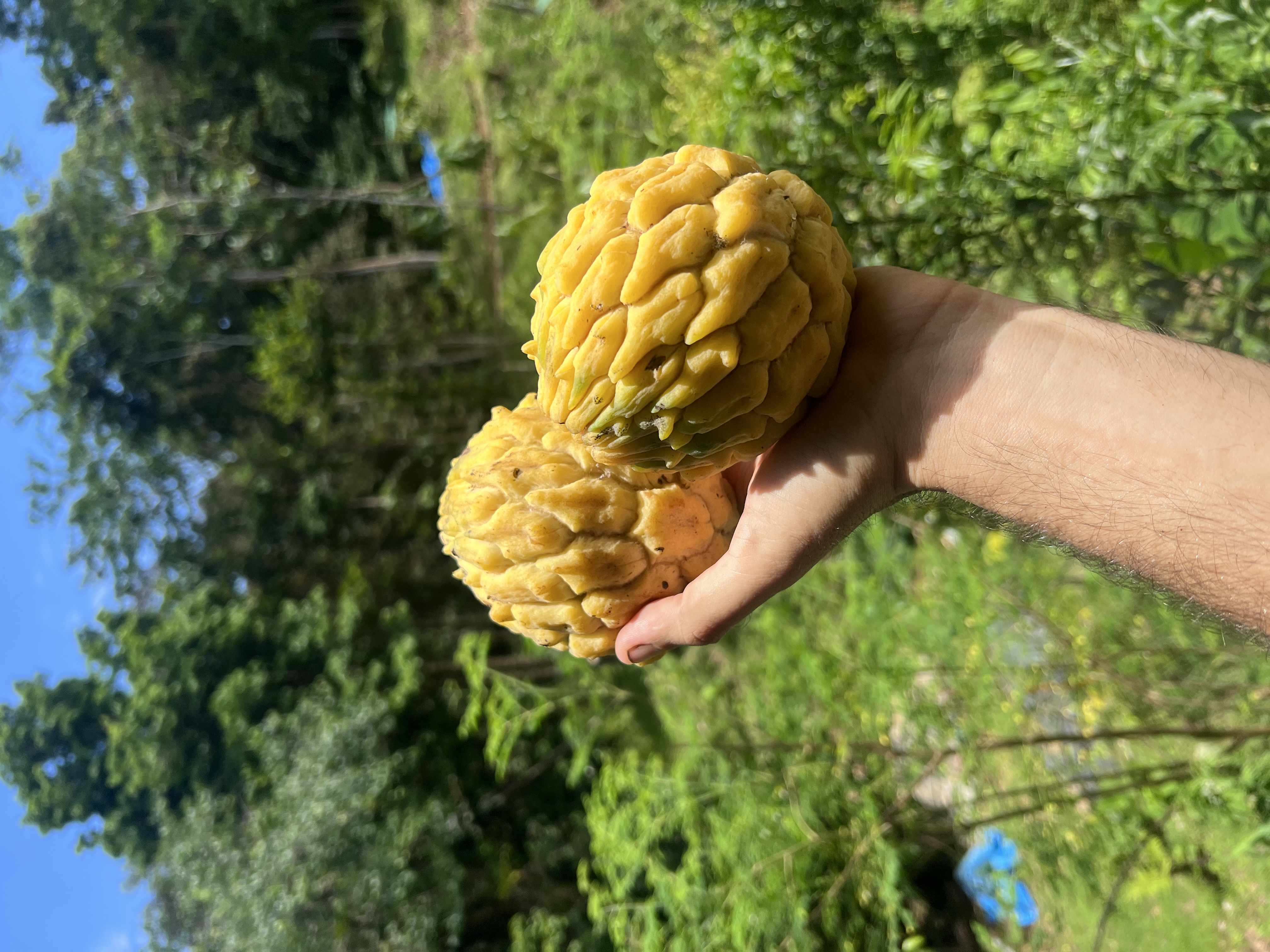 Exotic fruits from the farm