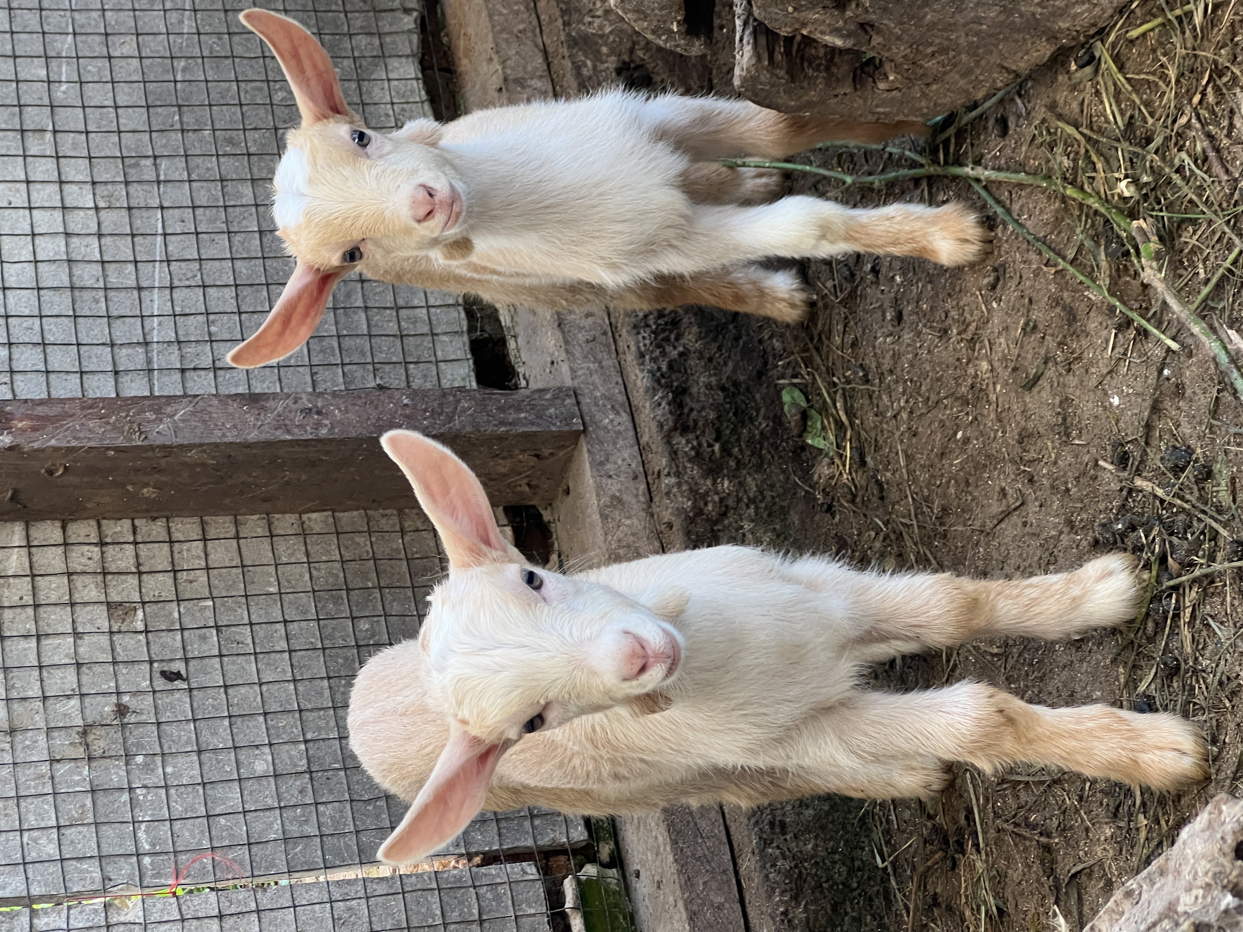Baby goats at Finca Natural