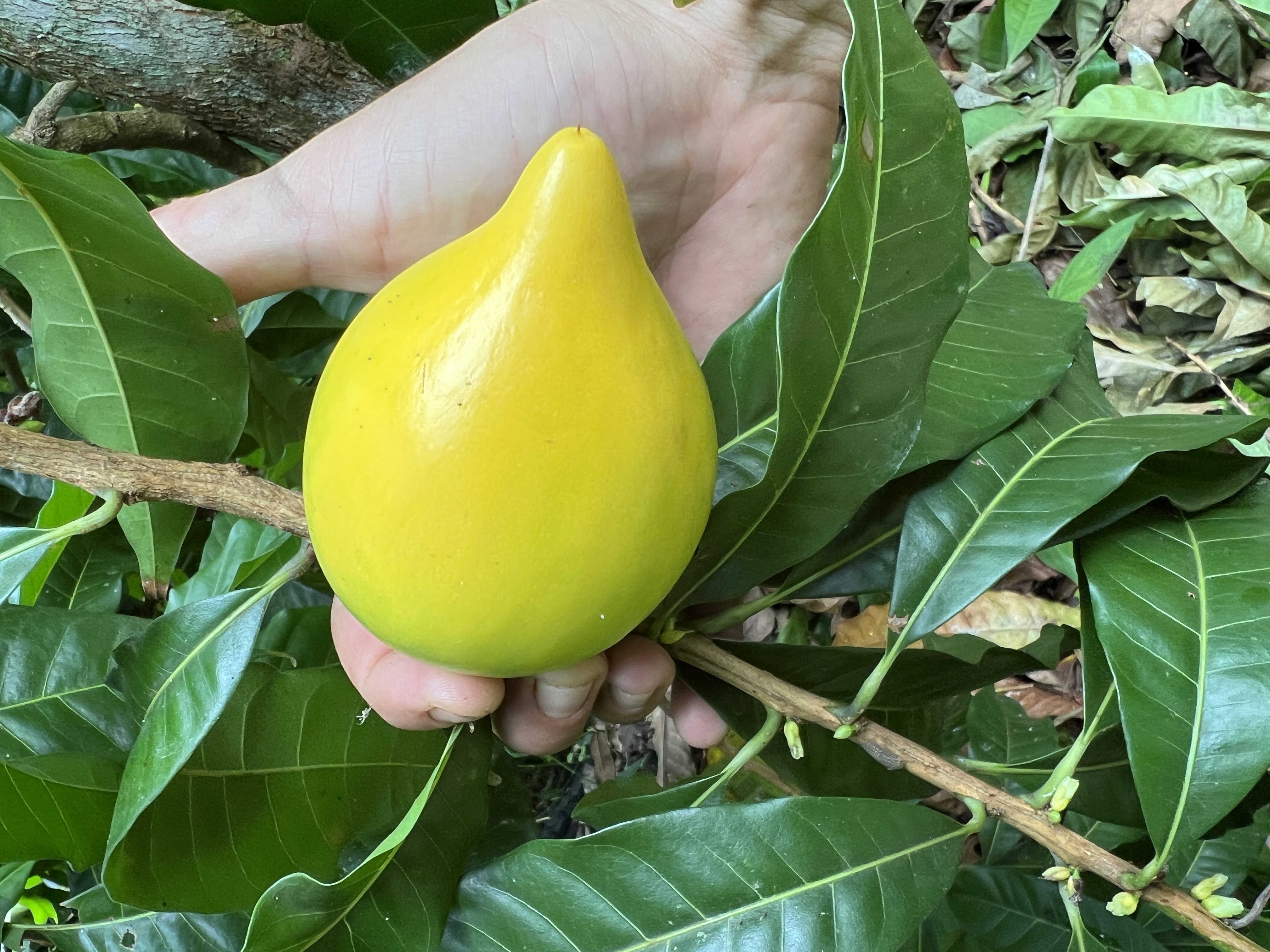 Tropical fruit tasting